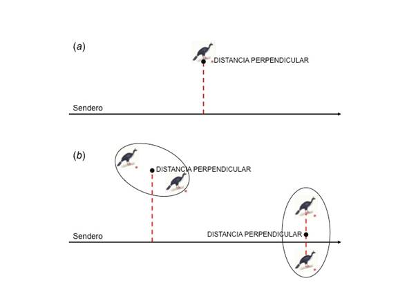 Esquematizaci&oacute;n de la medici&oacute;n de la distancia perpendicular desde el centro del sendero al registro de individuos solitarios (a) o grupos de individuos (b) de Oreophasis derbianus durante el muestreo en campo (ilustraci&oacute;n de O. derbianus de Marco Pineda, CONABIO).