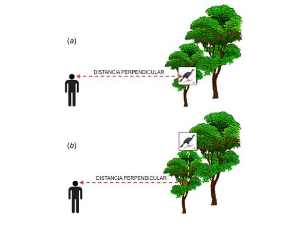 Esquematizaci&oacute;n de la forma correcta de medir la distancia perpendicular de individuos detectados ya sea de manera directa (a) o mediante una referencia (b). N&oacute;tese que la medici&oacute;n siempre deber&aacute; ser en un plano horizontal (sin inclinaci&oacute;n) para evitar imprecisiones en la medici&oacute;n de la distancia (ilustraci&oacute;n de Oreophasis derbianus de Marco Pineda, CONABIO).