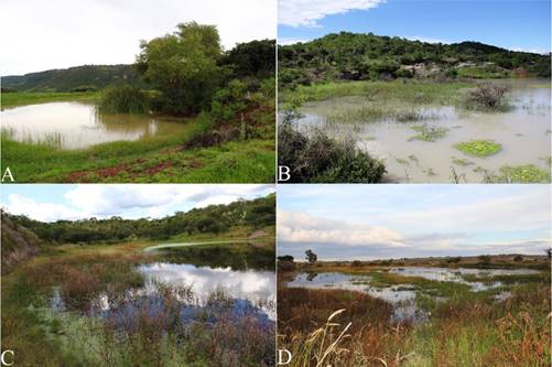 Breeding sites of the Least Grebe at Nochistlán de Mejía, Zacatecas. A) Capulín de Abajo: Oak and second growth vegetation, B) Monte de Yáñez: Oak and second growth vegetation, C) El Tuiche: Cactus-Acacia-Mesquite scrub and induced grasslands, D) La Jabonera: Cactus-Acacia-Mesquite scrub and corn crops.