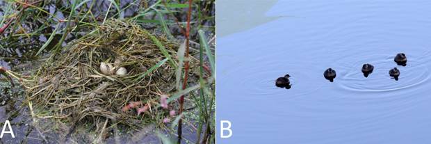 A) Least Grebe nest with three eggs at El Tuiche in 4 September 2014. B) Two adults and three young Least Grebe at El Tuiche in 1 November, age of young approximately 8 weeks.