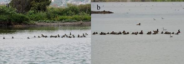 Cuidado parental cooperativo de pato tepalcate (Oxyura jamaicensis) observado en la Laguna de Zumpango durante la temporada reproductiva (agosto-septiembre) de 2015. a) “Guardería” de pato tepalcate (Oxyura jamaicensis), grupo de crías rodeado por hembras adultas. b) Grupo de crías custodiado por hembras y machos adultos.