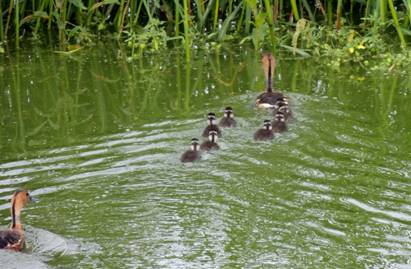 Pareja reproductiva de pijije canelo (Dendrocygna bicolor) con ocho crías recién eclosionadas, registradas durante la temporada reproductiva de 2015 en la Laguna de Zumpango, Estado de México.