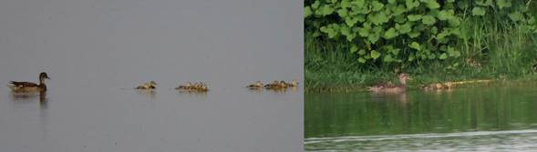 Hembras de pato friso (Anas strepera) con crías, observadas durante la temporada reproductiva de 2015 en la Laguna de Zumpango, Estado de México.