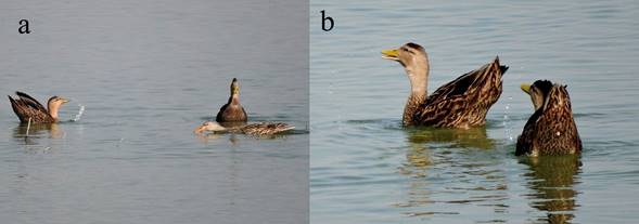Comportamiento reproductivo del pato mexicano (Anas platyrhynchos diazi). a) Dos machos realizando el comportamiento conocido como head-up-tail-up display, frente a una hembra que nada con la cabeza alargada cerca del agua en señal de aceptación. b) Dos machos levantando cola y cabeza, se distingue la columna de agua que elevan los machos al realizar movimientos con el pico.
