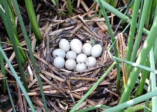 Nido de pato mexicano (Anas platyrhynchos diazi) sobre un nido abandonado de gallareta americana (Fulica americana) de la temporada reproductiva del 2015, se observa el tule como sustrato y material de construcción del nido.
