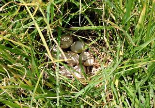 Nido activo de cerceta canela (Anas cyanoptera) con pasto como sustrato de anidación, localizado durante la temporada reproductiva de 2015 en la Laguna de Zumpango, Estado de México.