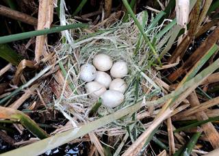 Nido activo de pato tepalcate (Oxyura jamaicensis) en la Laguna de Zumpango. Se observa que el tule es el sustrato de anidación y también el material principal con el que se construyó el nido.