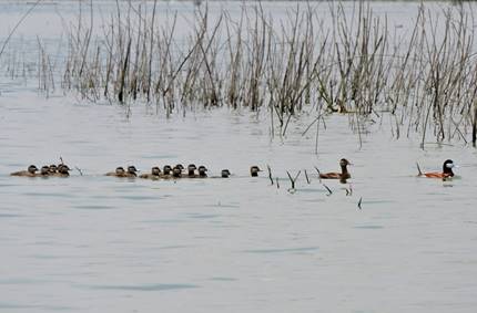 Pareja reproductiva de pato tepalcate (Oxyura jamaicensis) seguidos de 15 crías, de la temporada reproductiva de 2015 en la Laguna de Zumpango.