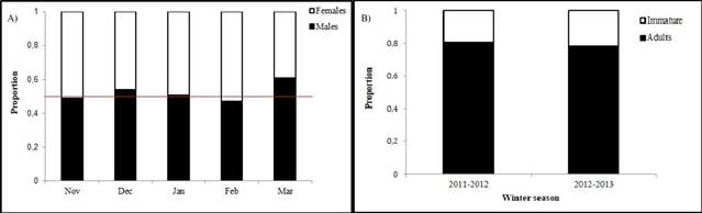 A) Temporal variation of males and females proportion within El Chumbeño lagoon, Marismas Nacionales (winter periods 2011-2012 and 2012-2013). B) Interannual variation of adults and immatures proportion within El Chumbeño lagoon, Marismas Nacionales (winter periods 2011-2012 and 2012-2013).