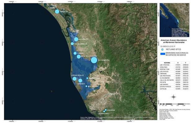 American Avocet relative abundance in Marismas Nacionales wetlands during winter stay; diameter of circle it is a representation of relative abundance. Biosphere Reserve surface it is indicated in blue shape.