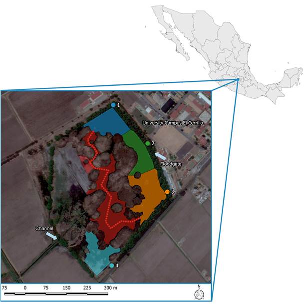 Map of the artificial wetland “Bordo las Maravillas”, Mexico State. The numbers indicate the observation points, the dotted line is the route followed in the transect and the shaded areas are the water surface observed from the observation point and the transect of the corresponding color.