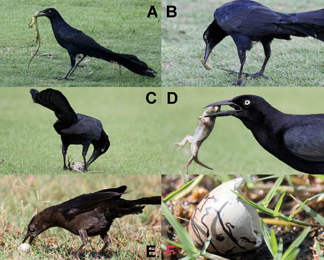 Zanate mexicano en el Campo de Golf Marina Vallarta, Puerto Vallarta, México. A-B) Depredación de macho adulto sobre Iguana iguana. C-D) Depredación de macho adulto sobre Sceloporus melanorhinus. E) Canibalismo de huevo por hembra adulta. F) Cascarón de zanate mexicano roto por acción de canibalismo por parte de hembra adulta de zanate mexicano (fotos: Frank Mc Cann).