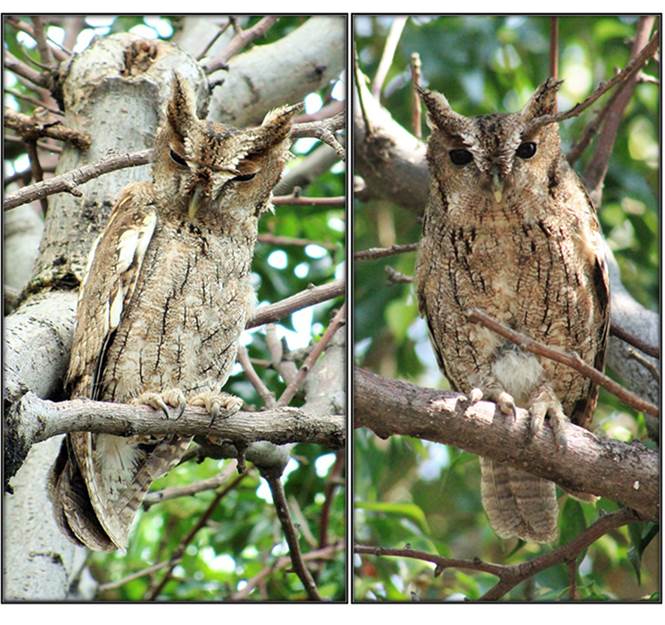 Pareja de Megascops seductus afuera del nido en Zona Arqueológica de Xochicalco, Morelos (foto: David Ramírez-Adame, 05/06/2015).