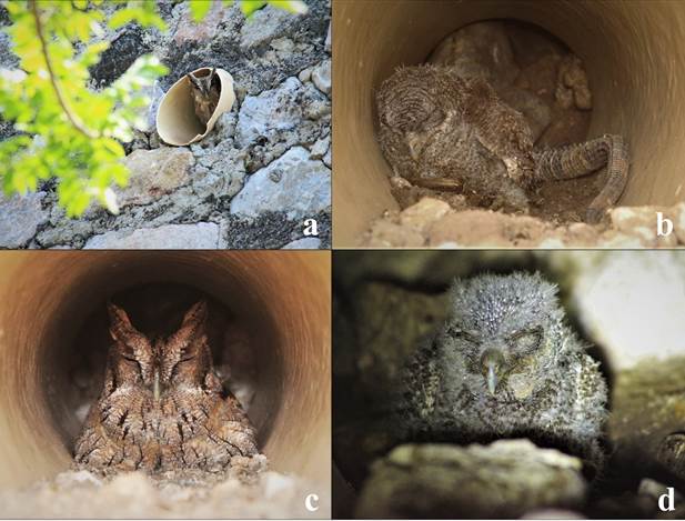 (a) Pared con oquedades artificiales (31/05/2016), (b) polluelo de dos semanas de edad, con plumaje mesoptilo (05/06/2015), (c) hembra empollando 03/05/2016, (d) polluelo de una semana de edad, con plumón (31/05/2016). En Zona Arqueológica de Xochicalco, Morelos (fotos: David Ramírez-Adame y César D. Jiménez-Piedragil).