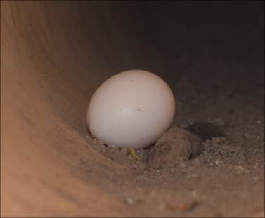 Huevo abandonado de Megascops seductus en Zona Arqueológica de Xochicalco, Morelos (foto: Elias Navarrete Rojas, 28/04/2016).