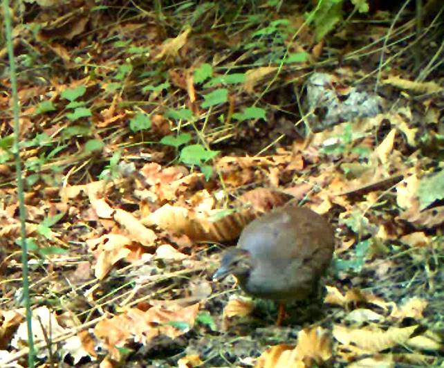 Individuo de tinamú canelo (Crypturellus cinnamomeus) fotografiado mediante una cámara trampa, en la localidad de Azinyahualco, municipio de Chilpancingo, Guerrero.