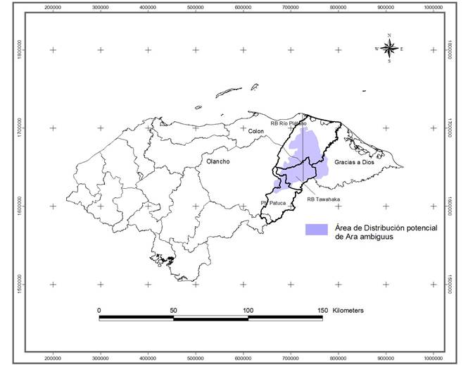Distribución potencial de la Guara Verde (Ara ambiguus) en Honduras en las áreas protegidas de la Reserva de la Biosfera Tawahaka y Reserva del Hombre y la Biosfera del Río Plátano. Así como en el PN Patuca y el territorio indígena Miskito en el departamento de Gracias a Dios.
