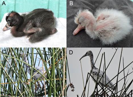 A) Polluelo de Ibis cara blanca (Plegadis chihi) registrado en la Laguna de Zumpango con coloración normal a los 3-4 días de edad. B) Polluelo recién eclosionado con leucismo parcial, C) el mismo individuo con leucismo parcial a los 22 días de edad y D) a los 36 días de edad (fotos: Araceli J. Rodríguez-Casanova).
