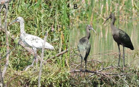 Juvenil de Ibis cara blanca (Plegadis chihi) a los 43-45 días de edad en la Laguna de Zumpango, A) individuo con leucismo parcial y B) individuos con coloración normal (fotos: Araceli J. Rodríguez-Casanova).