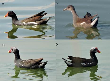 A) Individuo adulto de gallineta frente roja (Gallinula galeata) con plumaje normal registrado en la Laguna de Zumpango. B) Individuo juvenil de G. galeata con coloración normal. C) Individuo con leucismo parcial registrado en mayo de 2017, vista lateral izquierda y D) vista lateral derecha (fotos: Araceli J. Rodríguez-Casanova).