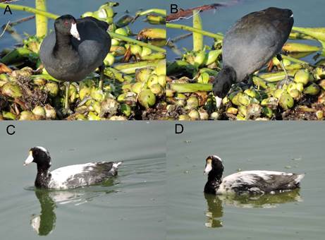 A) Individuo adulto de gallareta americana (Fulica americana) con plumaje normal registrado en la Laguna de Zumpango. B) Vista dorsal de F. americana con coloración normal. C) Individuo con leucismo parcial registrado en enero de 2017. D) Individuo con leucismo parcial registrado en abril de 2017 (fotos: Araceli J. Rodríguez-Casanova).