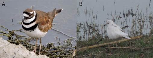 A) Individuo adulto de chorlo tildío (Charadrius vociferus) con coloración normal registrado en la Laguna de Zumpango. B) Individuo con leucismo parcial en la misma laguna (fotos: Araceli J. Rodríguez-Casanova).