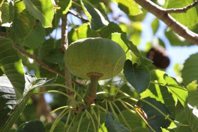 Fruto de habillo (Hura polyandra).