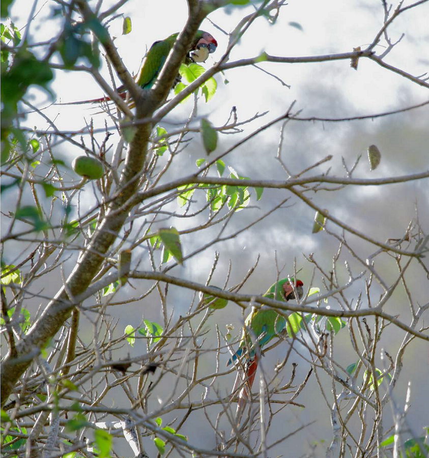 Guacamaya verde alimentándose de habillo (Hura polyandra). 