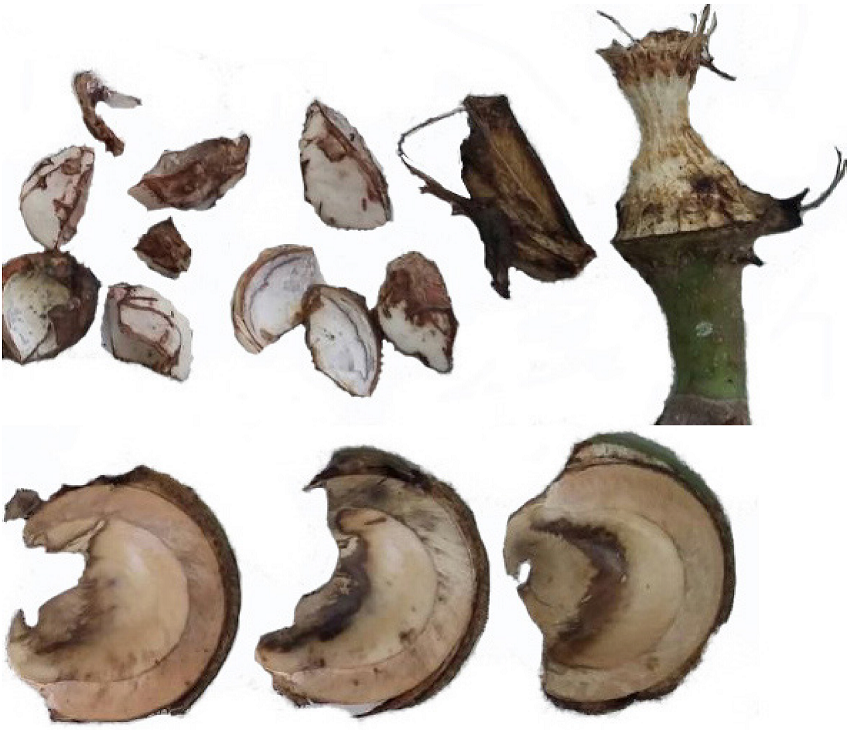 Restos del fruto de habillo que deja la guacamaya verde después de alimentarse.