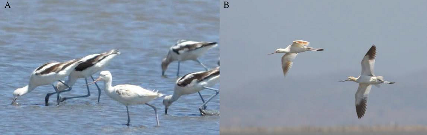 1B. Avoceta americana hembra (Recurvirostra
								americana) con mutación marrón, el 6 de abril de 2012,
							laguna El Chumbeño, Marismas Nacionales, Nayarit, México.