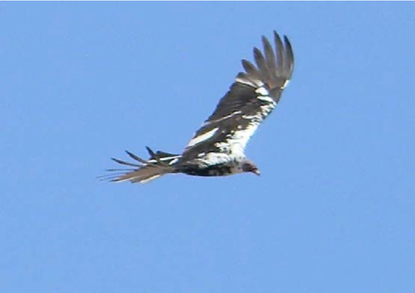 Zopilote aura (Cathartes aura) con encanecimiento
							progresivo. 4 de abril de 2012 en la laguna El Chumbeño, Marismas
							Nacionales, Nayarit.