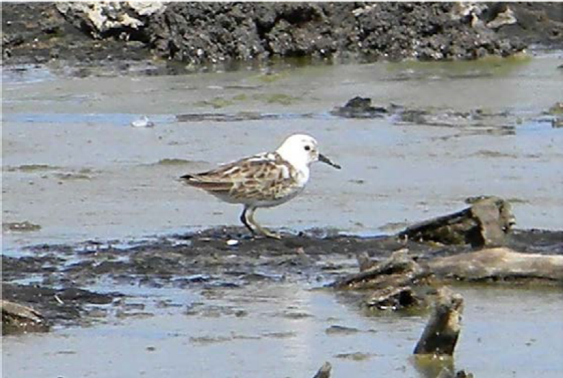 Playero menor (Calidris minutilla) con
							encanecimiento progresivo, Las Cañadas, Marismas Nacionales, Nayarit,
							fotografiada el 14 de diciembre de 2012.