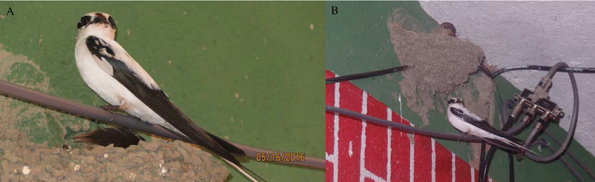 A. Golondrina tijereta (Hirundo rustica
								erythrogaster) macho con encanecimiento progresivo. B.
							Macho y hembra en nido, incubación nocturna, fotografiada el 16 de mayo
							de 2016 en La Cruz de Huanacaxtle, Nayarit.