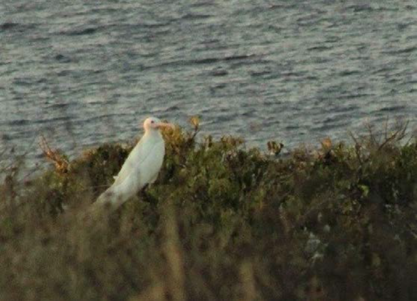 Fragata tijereta (Fregata magnificens) con mutación
							ino, Isla Isabel, Nayarit, México. 25 de noviembre de 2016.