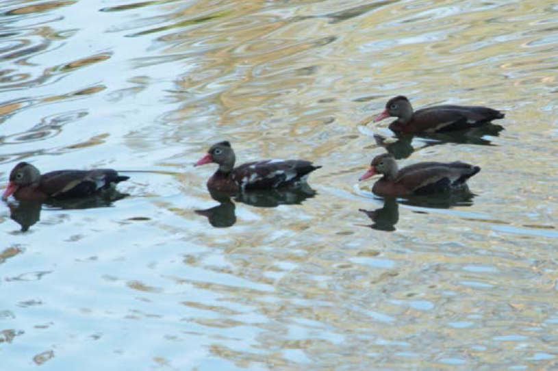 Pijije ala blanca (Dendrocygna autumnalis) con
							encanecimiento progresivo. 6 de febrero de 2018, Parque Ecológico de
							Tepic, Nayarit, México.