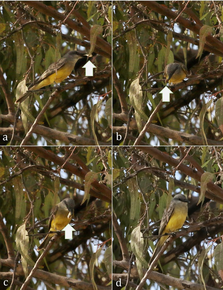 Tropical Kingbird (Tyrannus melancholicus) preying on fish in the main campus of the “Benemérita Universidad Autónoma de Puebla”, in Puebla, Mexico. Just after catching the fish (A), the bird handled it with its bill (B, C) and ingested it (D). The first (A) and the last (D) images are separated by only 12 seconds. In all panels, arrows point to the fish. All the pictures were taken on January 22th, 2018, at 10:20 h, with a Canon EOS 7D Mark II, equipped with a Canon EF 100-400mm f/4.5-5.6l IS II USM lens, shot at 400 mm.
