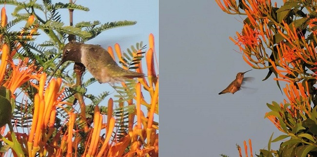 Archilochus alexandri macho (izquierda) y hembra (derecha) en el remanente de vegetación, Querétaro, México (foto: B. Patiño, 8/08/2015).