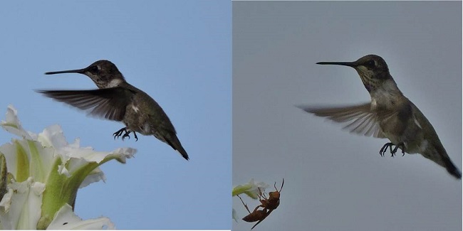 Macho joven de Archilochus alexandri en el Parque Nacional El Cimatario, Querétaro, México (foto: B. Patiño. 4/09/2015).