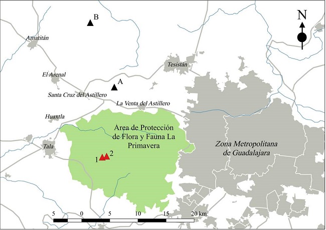 Registros fotográficos de guajolote norteño (Meleagris gallopavo) en el Área de Protección de Flora y Fauna La Primavera, Jalisco, México (triángulos rojos). Se muestran los registros más cercanos: A (2017, 14 km norte-noreste, registro 386729763, eBird 2018) y B (2016, 26 km norte, registro 2847527, Naturalista y Conabio 2018).