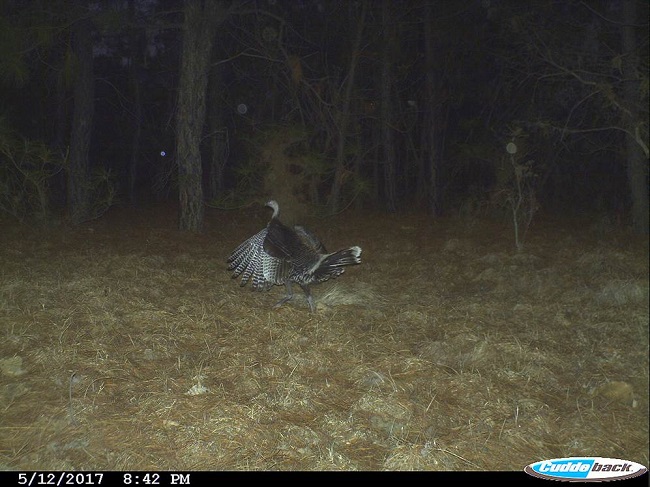 Guajolote norteño (Meleagris gallopavo) en el Área de Protección de Flora y Fauna La Primavera, registrado el 12 de mayo de 2017.
