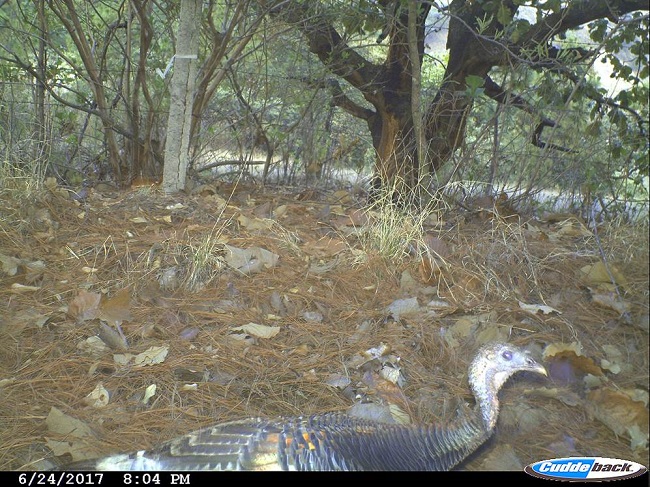 Guajolote norteño (Meleagris gallopavo) en el Área de Protección de Flora y Fauna La Primavera, obtenido el 24 de junio de 2017.