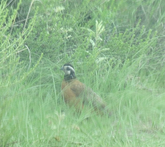 Codorniz Cotuí, Colinus virginianus. Ojo de Agua de La Palma, Zacatecas (foto: Mónica E. Riojas-López 20/07/2013).