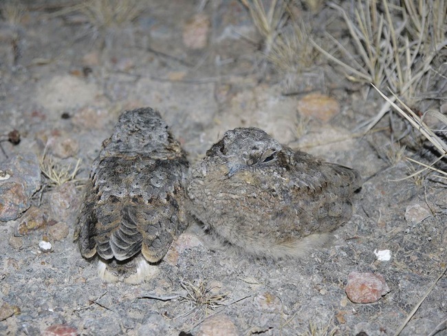 Nido con pollos de Tapacaminos Pandeagua, Phalaenoptilus nutallii. La Colorada, Vaquerías, Jalisco 23 de abril de 2019 (foto: Santiago Cortés Vázquez y David Humberto Almanzor Rojas 23/04/2019).