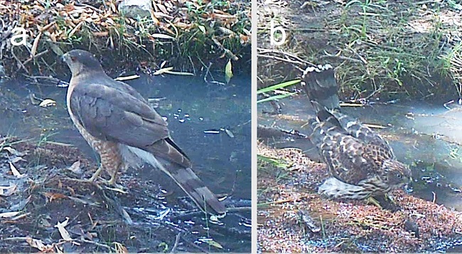 Gavilán de Cooper, Accipiter cooperii. Salitrillo de Chinampas, Mpio. de Ojuelos de Jalisco, Jalisco; a) adulto, 15 de junio de 2016; b) juvenil, 6 de julio de 2016 (imágenes de fototrampas).