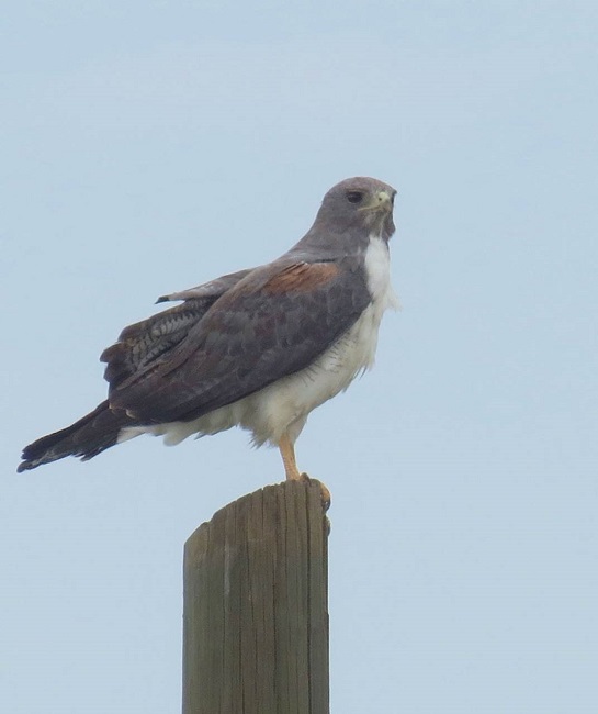 Aguililla Cola Blanca, Geranoaetus albicaudatus. El Sitio, Mpio. de Pinos, Zacatecas (foto: Mónica E. Riojas-López 18/072013).