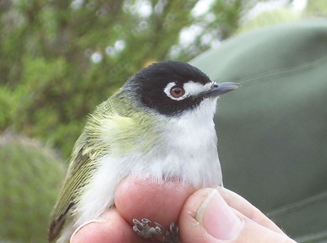 Vireo Gorra Negra, Vireo atricapilla. Santo Domingo, Mpio. de Ojuelos de Jalisco, Jalisco (foto: Manuel Peinado-Arellanes 24/03/2006).