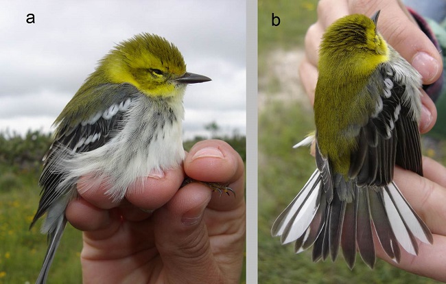 Chipe Dorso Verde, Setophaga virens. Rancho Las Papas de Arriba, Mpio. de Ojuelos de Jalisco, Jalisco (foto: Óscar Baez Montes 07/10/2005).