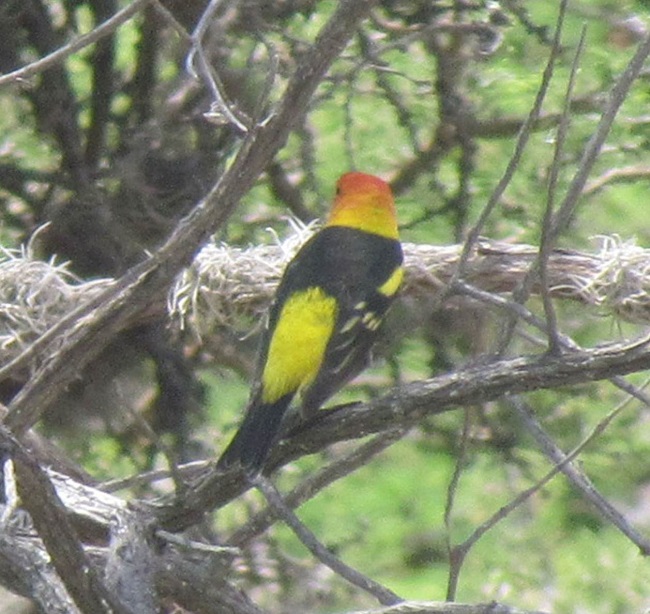 Piranga Capucha Roja, Piranga ludoviciana. Rancho Santoyo, Salitrillo de Chinampas, Jalisco (foto: Mónica E. Riojas-López 28/04/2012).
