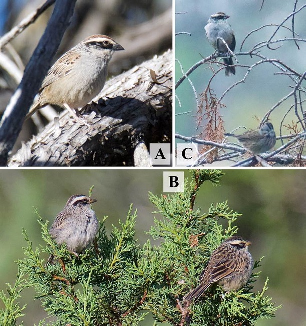 A): Primera observación del zacatonero rayado (Oriturus superciliosus), el 13 de febrero de 2016 a las 16:45 h. B): Dos individuos jóvenes de primer año de O. superciliosus el 13 de agosto de 2016. C): Un individuo de O. superciliosus perchado junto a uno de Melospiza lincolnii después de realizar actividades de forrajeo, fotografiados el 8 de octubre de 2016 (fotos: Carrillo-Martínez, D.A.).