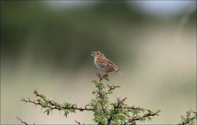 Grasshopper Sparrow (Ammodramus savannarum) singing male at North of Durango, summer 2017 (photo: Jose Hugo Martínez).